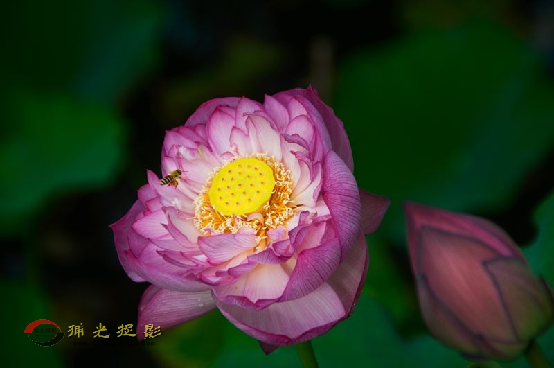 _DSC0012_.jpg