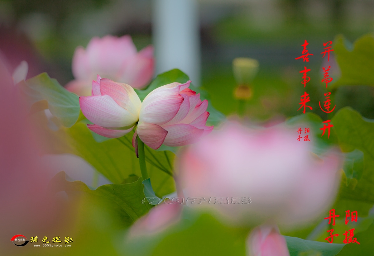 IMG_1778-1_.jpg