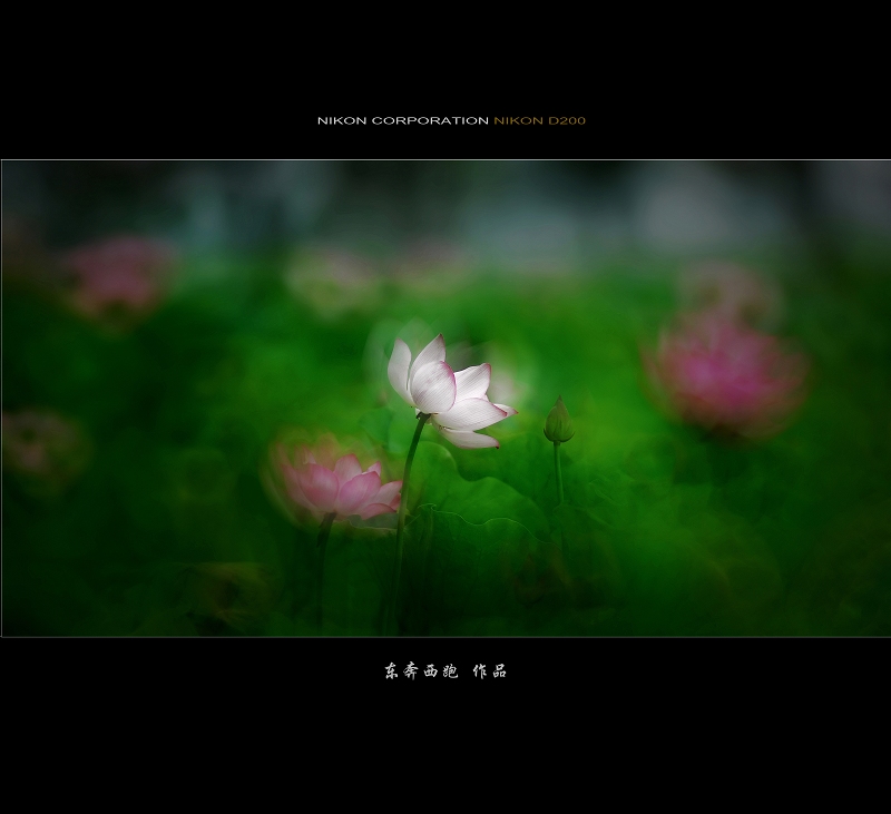 [ԭ]һͷ